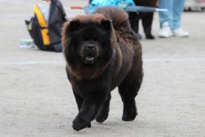 Pumba Pumba