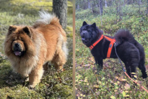 ChowimiittiPaihaniemi