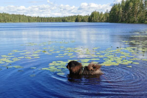 ansiomerkit12042026 ansiomerkit12042026