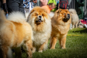 mahd_jalostustarkastukseen_2026